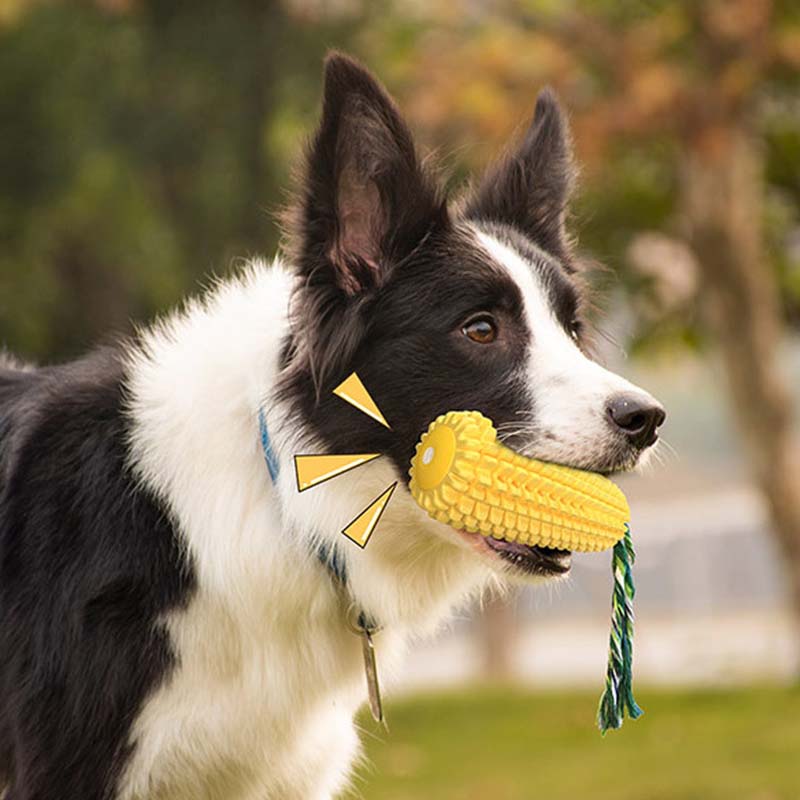 Hot Selling Large Size Corn Sh - Corn Dog Stick บทวิจารณ์และราคา